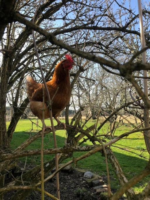The Studio At Pitmeadow Farm Dunning المظهر الخارجي الصورة