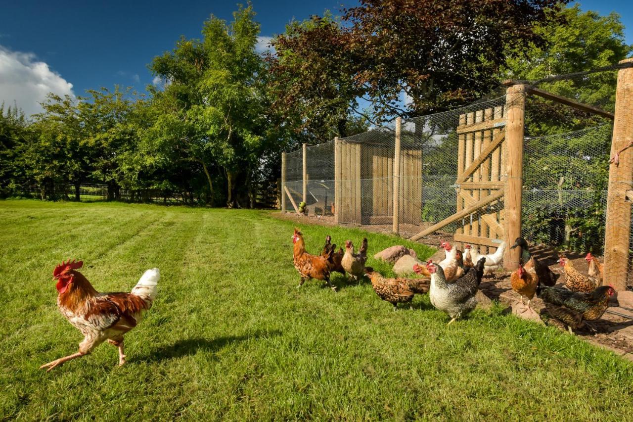 The Studio At Pitmeadow Farm Dunning المظهر الخارجي الصورة